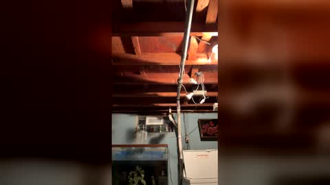 33adidas online show from March 25, 2026, 8:20 am