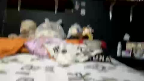 Snapshot of adam_and_abby_ chatting on February 28, 2025, 5:37 pm adam and abby online show from February 28, 2025, 5:37 pm