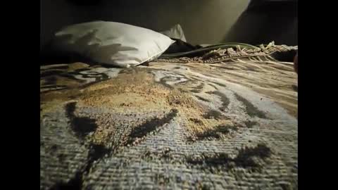 Allnikkiallday1 online show from January 18, 2025, 8:41 am