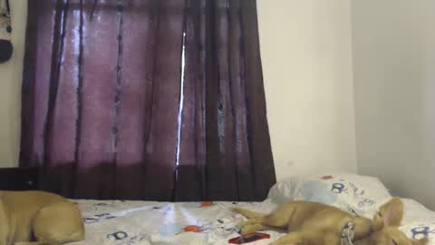 allyson_morgan_js online show from December 3, 2025, 5:33 pm