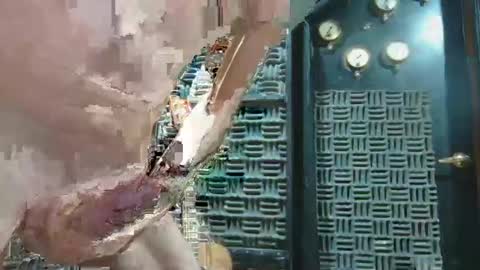 Snapshot of aussieraz chatting on December 16, 2024, 7:00 pm aussieraz online show from December 16, 2024, 7:00 pm