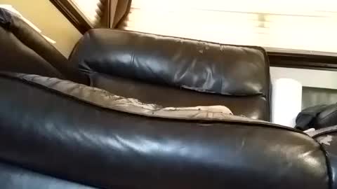 baobabtree8 online show from March 6, 2025, 2:29 pm