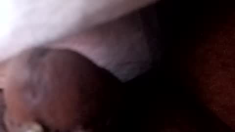bcfalcon69 online show from July 2, 2026, 5:46 am