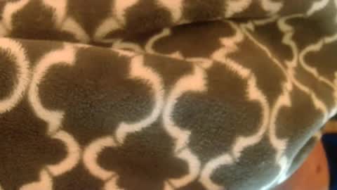 bearplay1111 online show from February 27, 2025, 10:59 am