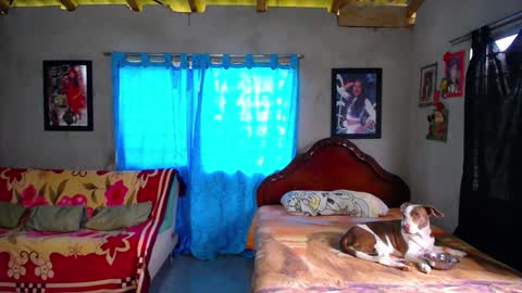 Black Panther online show from December 18, 2025, 1:39 pm