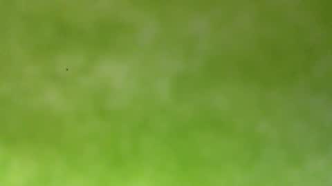 bonershow online show from January 18, 2026, 4:22 pm