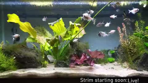 Booker Baxton online show from September 25, 2025, 3:10 am