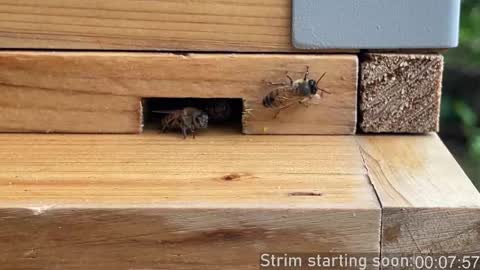 Booker Baxton online show from October 3, 2025, 3:03 am