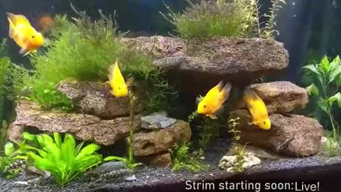 Booker Baxton online show from November 19, 2025, 4:12 am