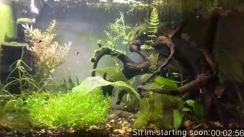 Booker Baxton online show from February 13, 2026, 4:08 am