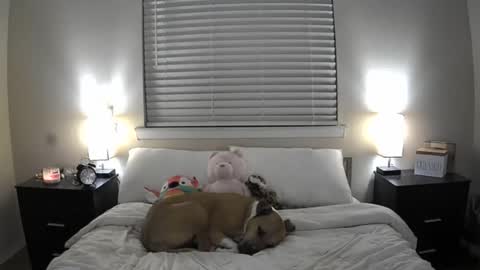 Bridget Black online show from June 20, 2026, 1:41 am