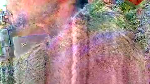 Steve... aka SkinnieDippin aka TimberTramp online show from April 2, 2026, 4:59 pm