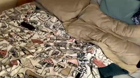 Cadillac P online show from December 31, 2024, 11:17 pm