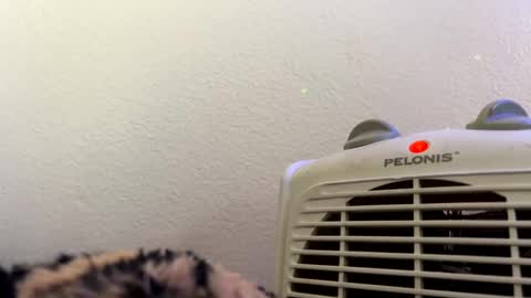 Snapshot of casidy1 chatting on February 28, 2025, 7:14 pm casidy1 online show from February 28, 2025, 7:14 pm