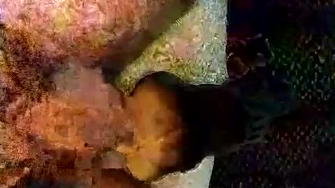 catdaddy179057 online show from March 6, 2026, 11:17 am