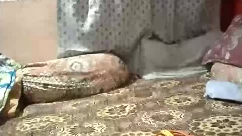 Stormydick online show from January 12, 2026, 3:17 pm