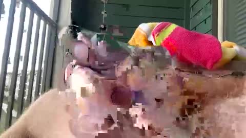 Snapshot of cocostarfish chatting on March 1, 2026, 9:06 pm cocostarfish online show from March 1, 2026, 9:06 pm