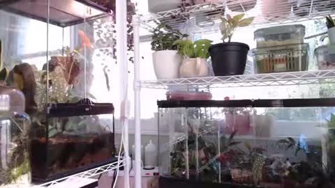 Snapshot of constantcumquest chatting on October 6, 2025, 4:37 pm ANR Mommy online show from October 6, 2025, 4:37 pm