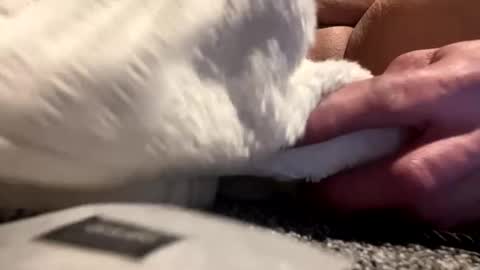 Aprilia online show from January 25, 2025, 8:42 am