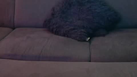 Snapshot of davesbabe14 chatting on January 8, 2025, 12:49 am Sophie Dave online show from January 8, 2025, 12:49 am