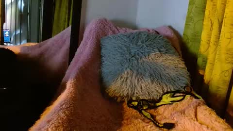 Snapshot of dember_osohot chatting on March 9, 2025, 12:31 am dember_osohot online show from March 9, 2025, 12:31 am