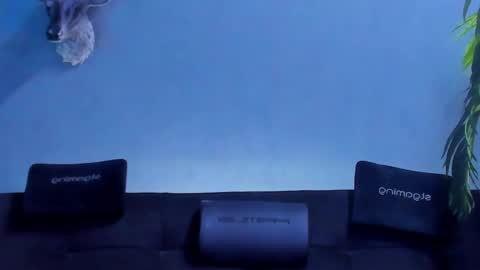 dennis_cox_ online show from May 27, 2026, 8:33 am