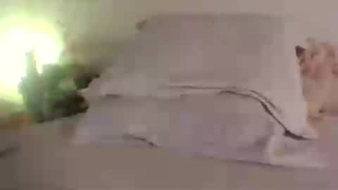 doll_dollys_ online show from June 30, 2026, 5:14 pm