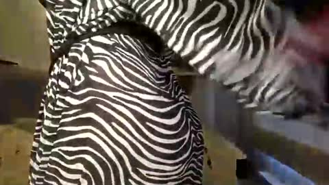 Snapshot of dom_mummy chatting on March 9, 2025, 6:50 am DOM MUMMY online show from March 9, 2025, 6:50 am