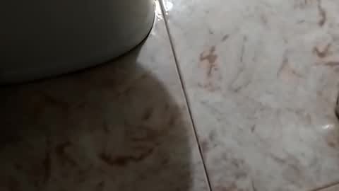 dthedog12 online show from October 30, 2025, 9:48 pm