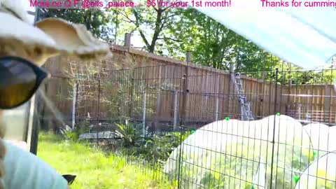 Ella Bella Bo Bella online show from June 3, 2026, 2:19 pm
