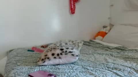 Snapshot of eveexxclusive chatting on October 17, 2025, 8:33 pm eveexxclusive online show from October 17, 2025, 8:33 pm