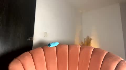 Thianna online show from November 15, 2025, 12:13 pm