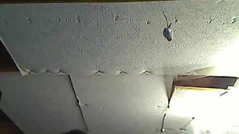 fromanotherplanet24 online show from March 17, 2026, 11:41 pm