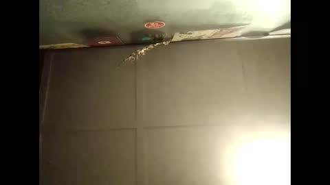 Warwick online show from October 11, 2025, 9:08 am