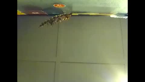 Warwick online show from November 1, 2025, 8:27 am