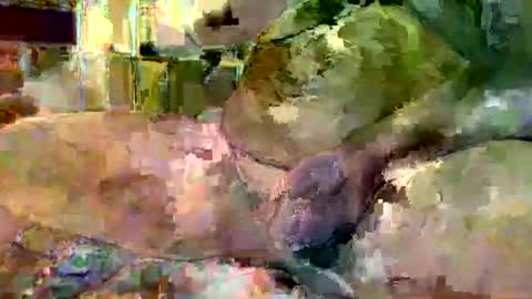 gergokertesz online show from January 16, 2025, 3:02 am