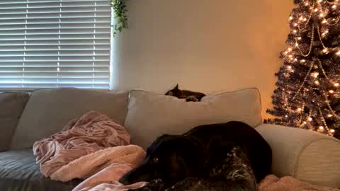 Snapshot of goddessmayvn chatting on December 12, 2024, 11:47 pm GoddessMayvn online show from December 12, 2024, 11:47 pm