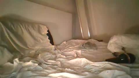 godonsin online show from December 17, 2024, 7:50 am