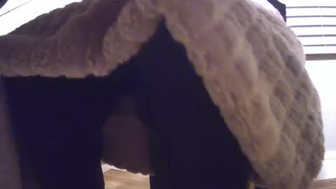 grower2153 online show from November 24, 2025, 12:05 pm