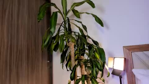 Snapshot of hailey_firee chatting on February 10, 2026, 2:37 am Hailey online show from February 10, 2026, 2:37 am