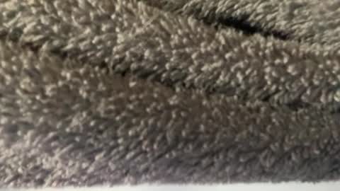 Snapshot of hairy_mexi chatting on March 8, 2025, 4:56 am J M online show from March 8, 2025, 4:56 am