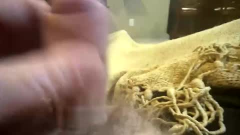 Snapshot of happygerman68 chatting on November 11, 2025, 2:00 am happygerman68 online show from November 11, 2025, 2:00 am