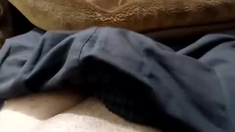 hash86194455 online show from February 12, 2025, 4:55 pm