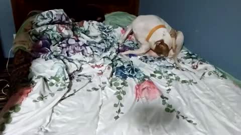 hippiesoul204 online show from February 15, 2025, 12:26 am