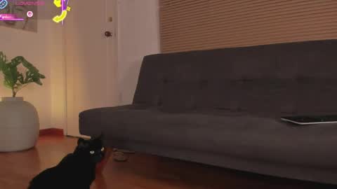 Lua     online show from April 21, 2026, 1:42 am