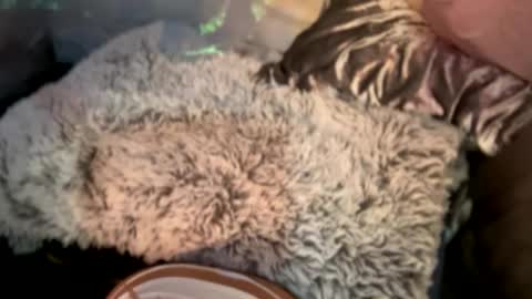 Snapshot of kissahsins chatting on December 29, 2024, 8:11 am Kissah Kreampuff online show from December 29, 2024, 8:11 am