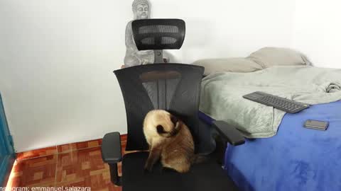 Snapshot of kite__ chatting on December 23, 2024, 3:44 pm kite__ online show from December 23, 2024, 3:44 pm