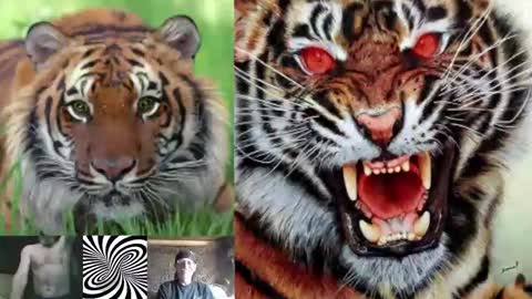 kodiakpm1 online show from November 16, 2025, 2:00 pm