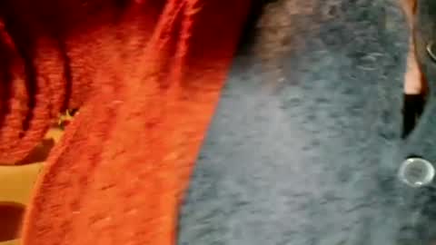 Snapshot of laureanne50 chatting on December 13, 2024, 8:26 pm laureanne online show from December 13, 2024, 8:26 pm