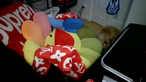 Snapshot of lordxw chatting on December 31, 2024, 5:11 am LORDXW online show from December 31, 2024, 5:11 am